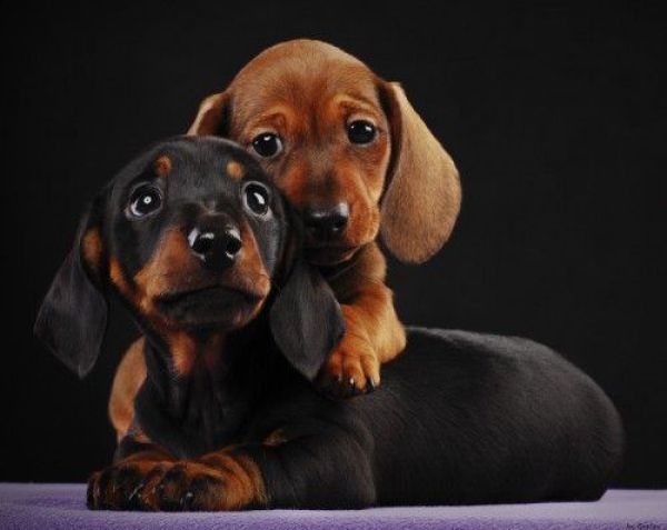Glamour Shots