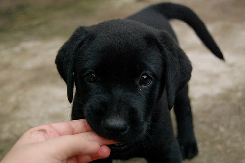 VIcious Dog Bite