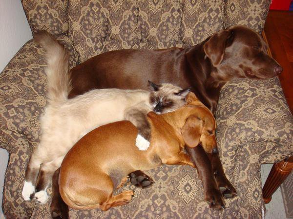 Snuggles