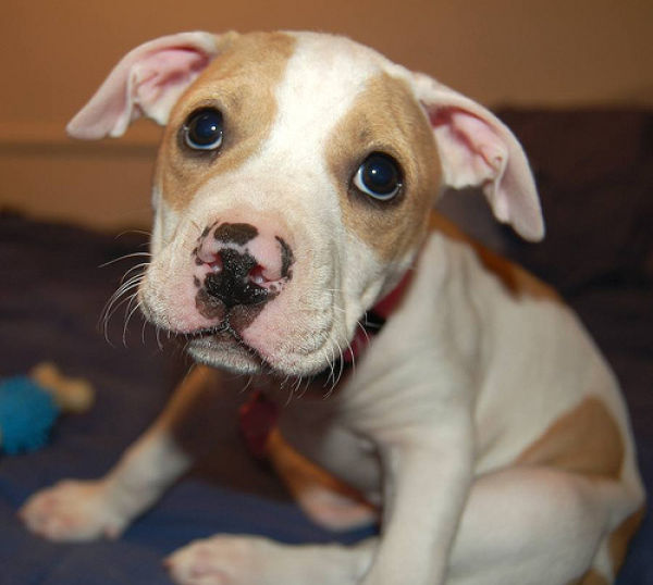 Puppy Eyes
