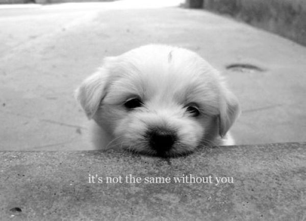 Without You