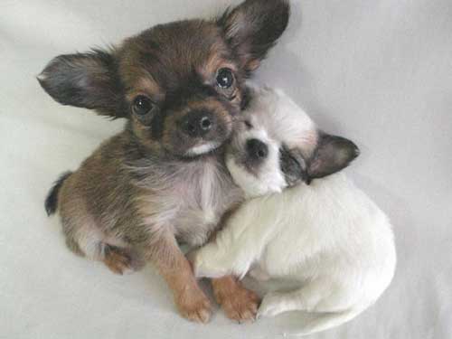 Puppy Love