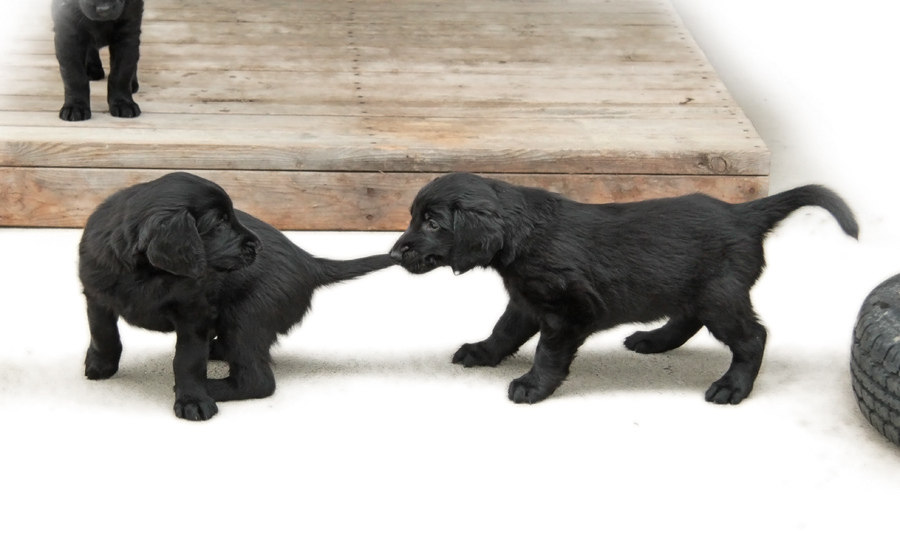 Puppy Play