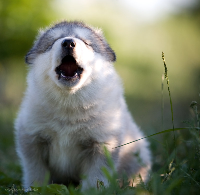 Howl~~~