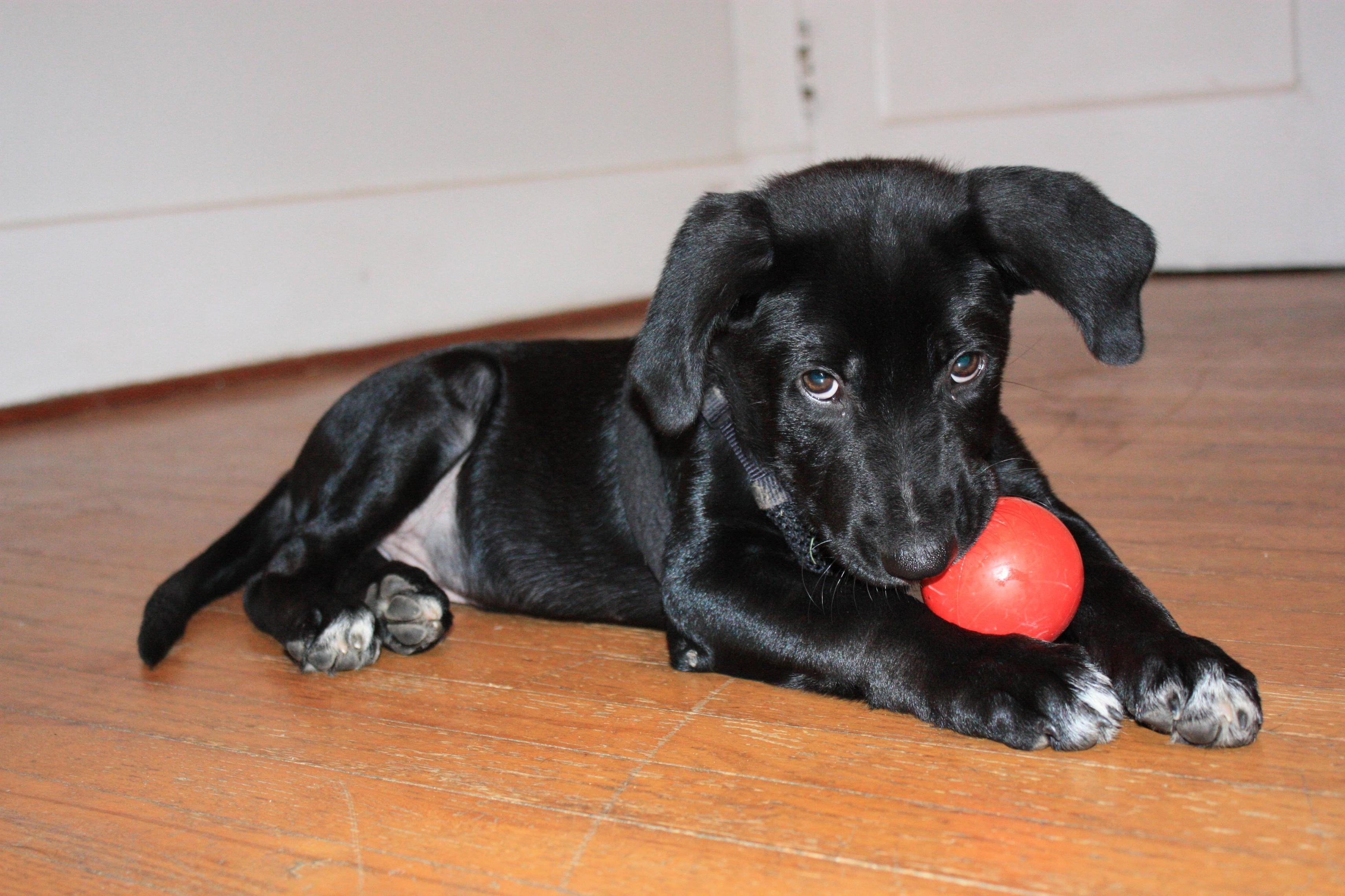 Spock the Pup