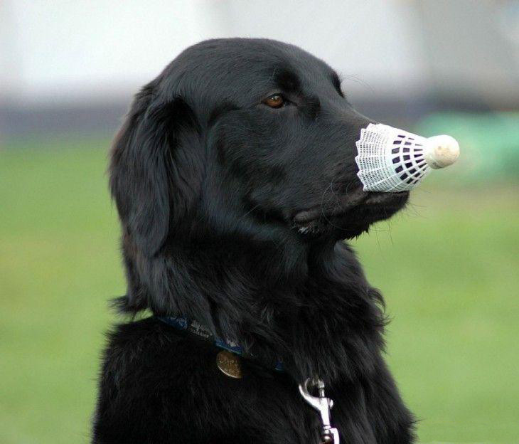 Fetch