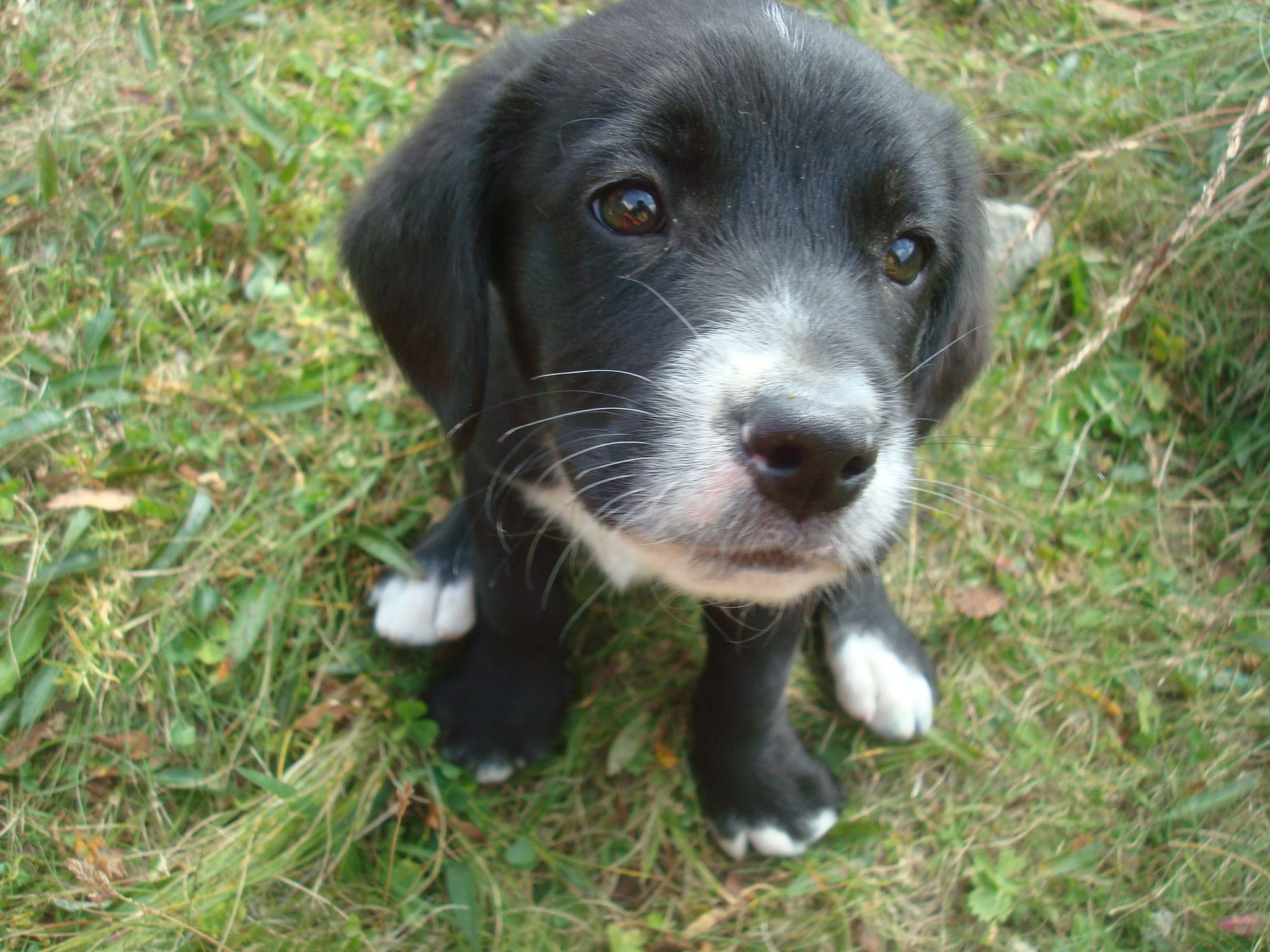 Lost Puppy
