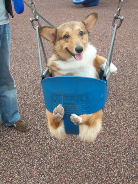 Happy Dog