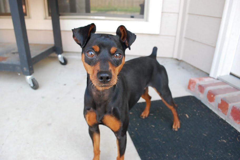 Reddit: Meet my minpin