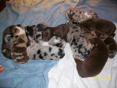 Puppy Love! Photo Puppy Love!