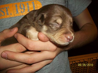 Puppy Love! Photo Puppy Love!