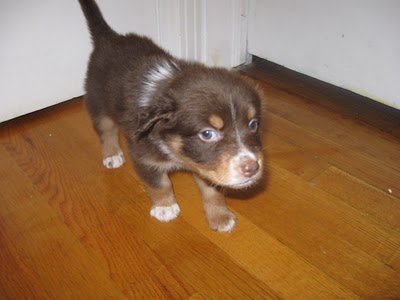 Puppy Love! Photo Puppy Love!