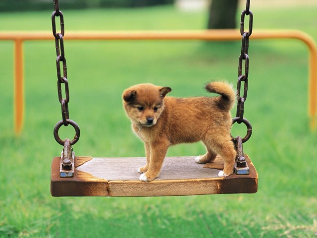 Dogs on swings....