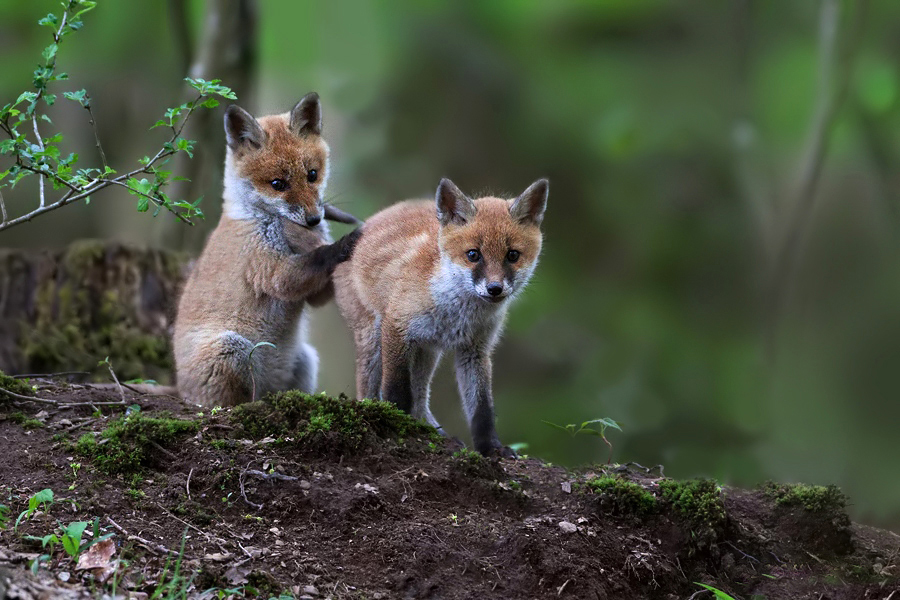 Firefox is Checking for Bugs..