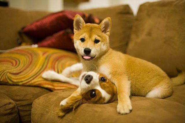 Puppy Love