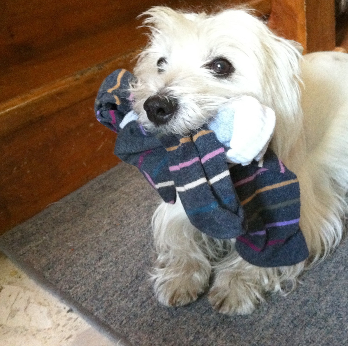 Socks. He has them all. Photo Socks. He has them all.