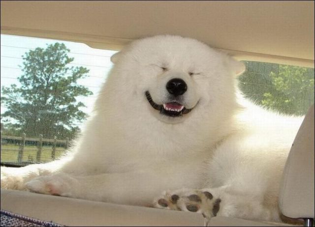 Happy Dog