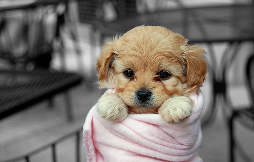 Puppy in a blanket