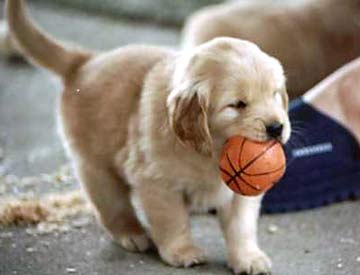 Puppy and Ball Photo Puppy and Ball