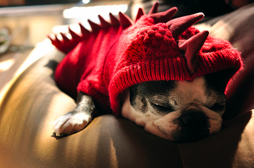 My Wittle Dragon Photo My Wittle Dragon