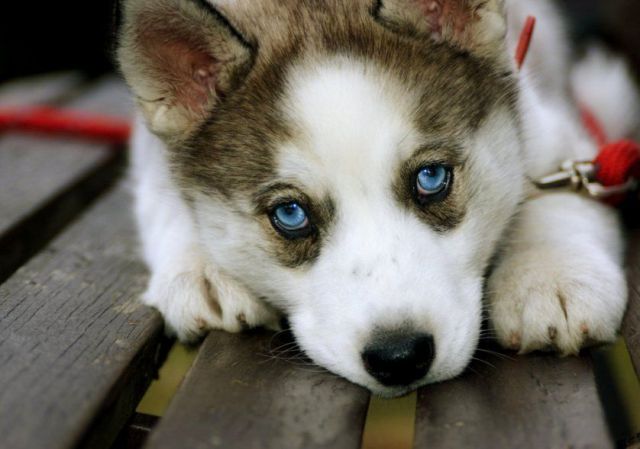 Blue eyes, Babys got blue eyes, like a deep blue sea via reddit.com