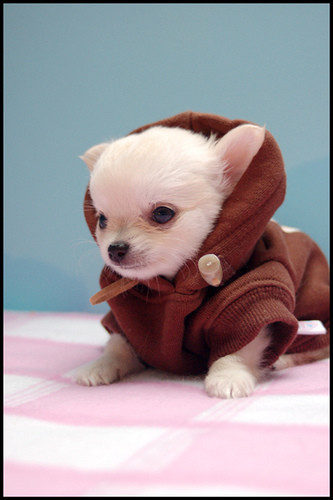 Yoda Photo Yoda