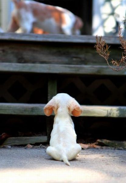 I think I can, I think I can...