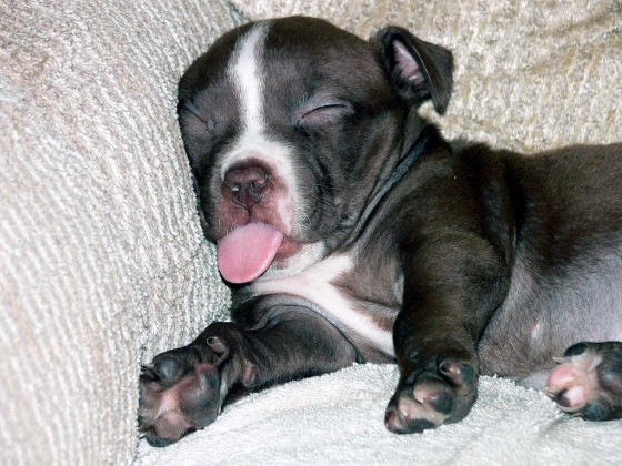 Tiny Tongue