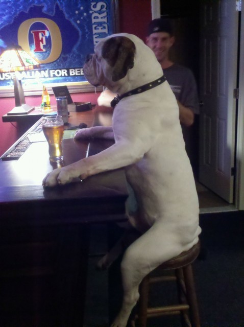Get me this dog! Photo Get me this dog!