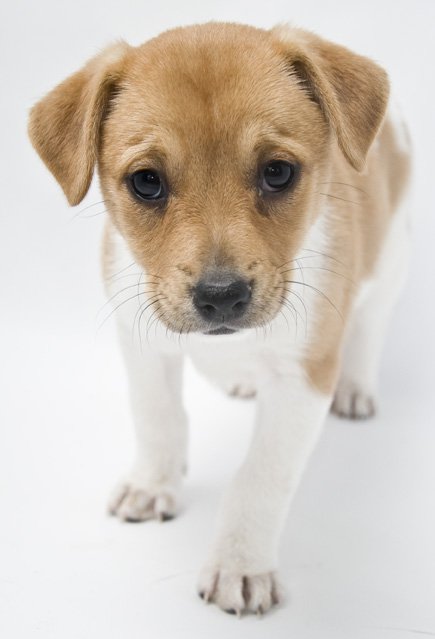 Pup in a lightbox