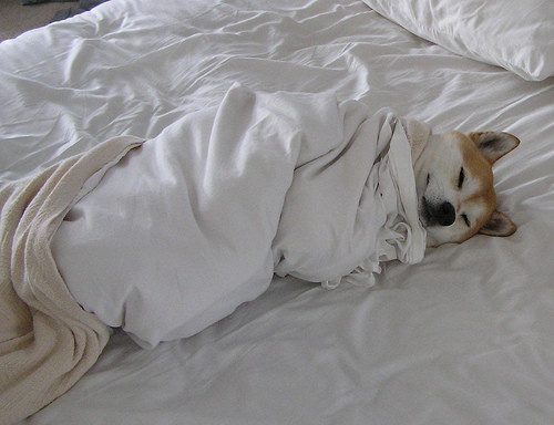 Comfy