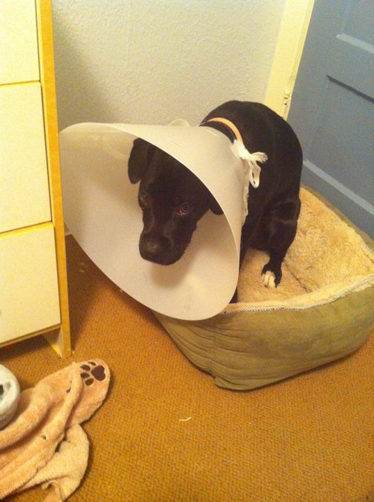 The Cone Of Shame