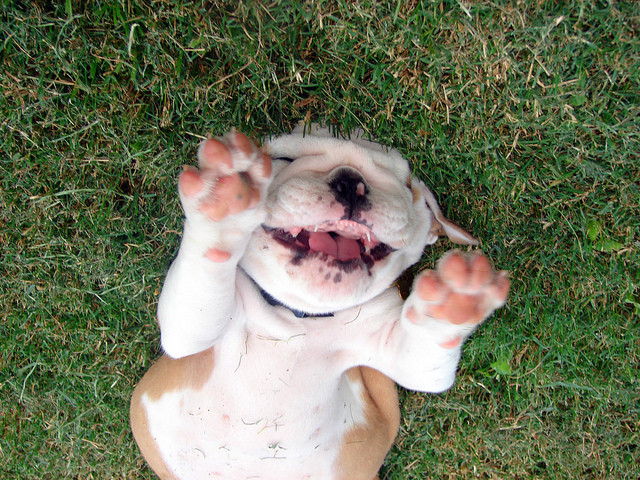 Buddy the bulldog... Photo Buddy the bulldog...