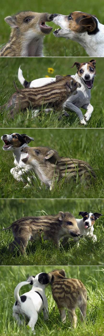 Baby boar and Jack Russell playing!