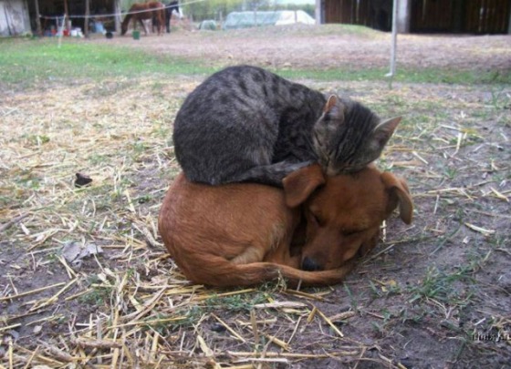 Cutest...bunk bed....ever
