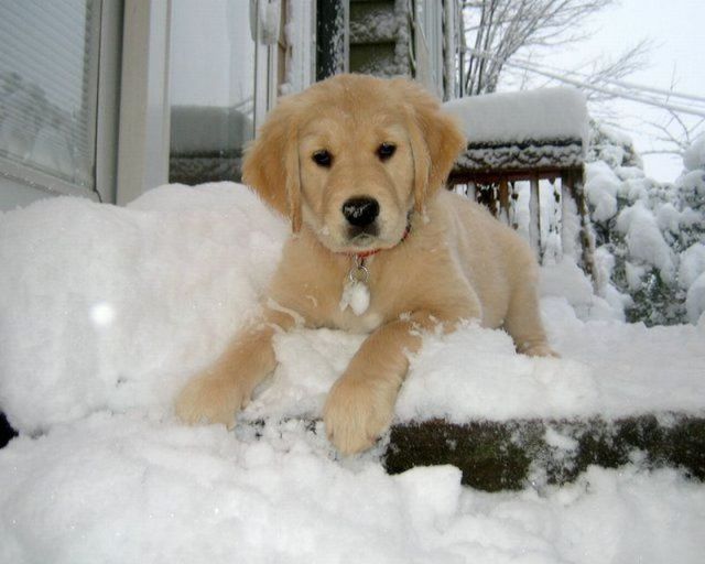 Snowy Photo Snowy