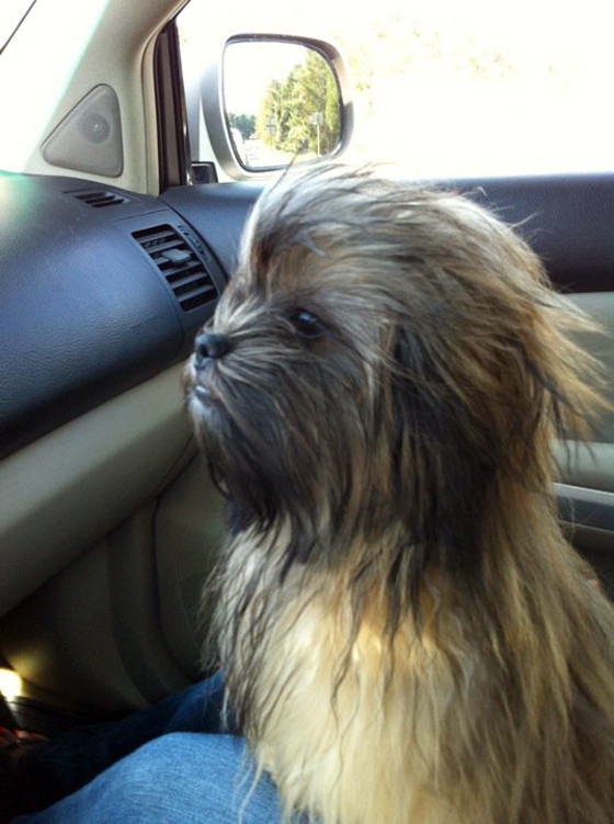 Theres a Wookie in our front seat!! Photo Theres a Wookie in our front seat!!