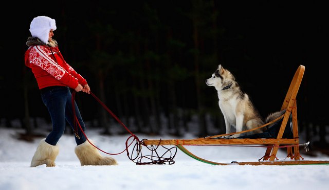 Sled Dog Race