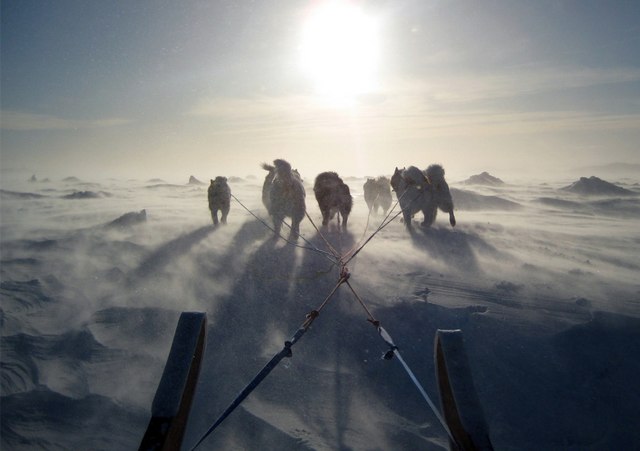 Sled Dog Race