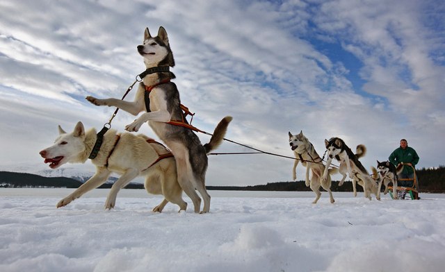 Sled Dog Race