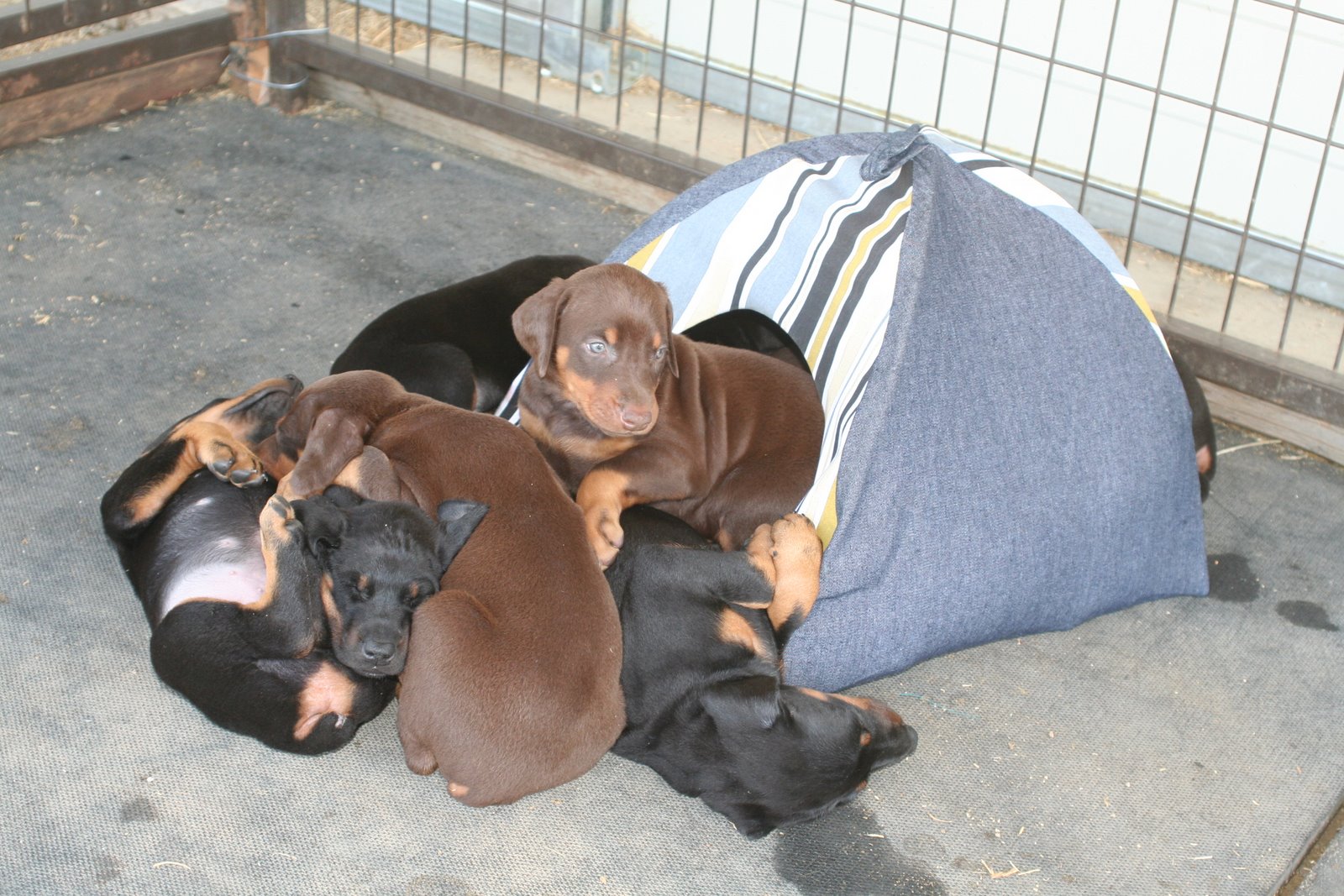 Pup tent! Photo Pup tent!