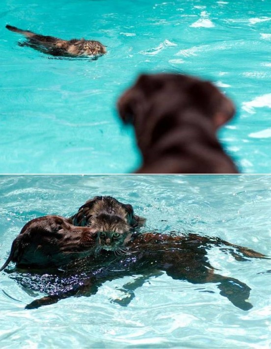 Dog rescues cat from pool Photo Dog rescues cat from pool