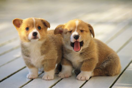 Licking the deck was not a good idea... Photo Licking the deck was not a good idea...
