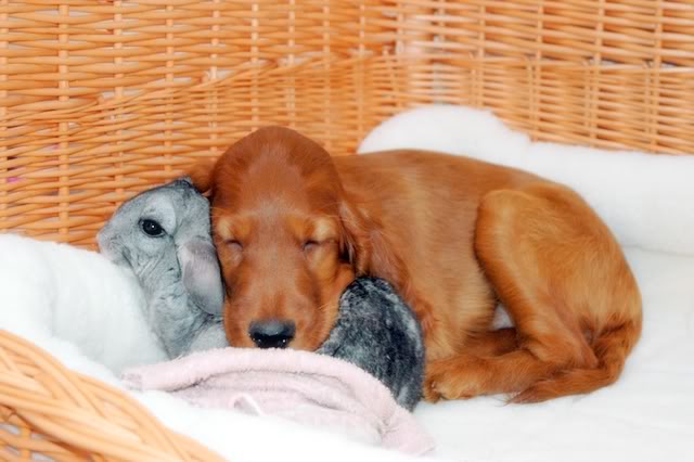Best. Pillow. Ever. Photo Best. Pillow. Ever.