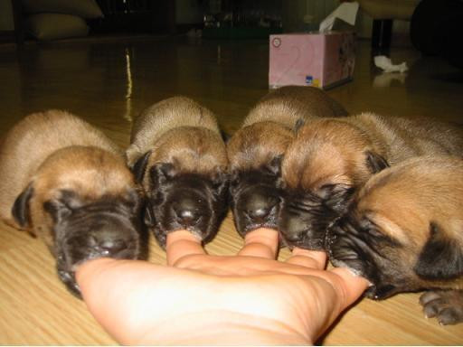 Puppy Attack