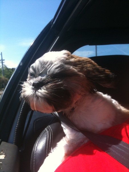 Theres a Luck Dragon in our front seat! Photo Theres a Luck Dragon in our front seat!