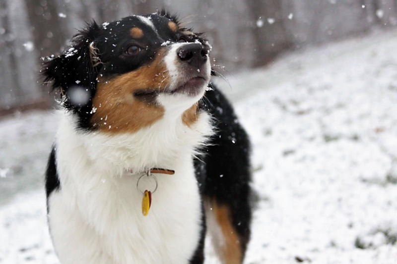 Ah Snow! Photo Ah Snow!