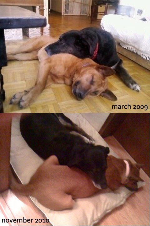 Cuddles Photo Cuddles