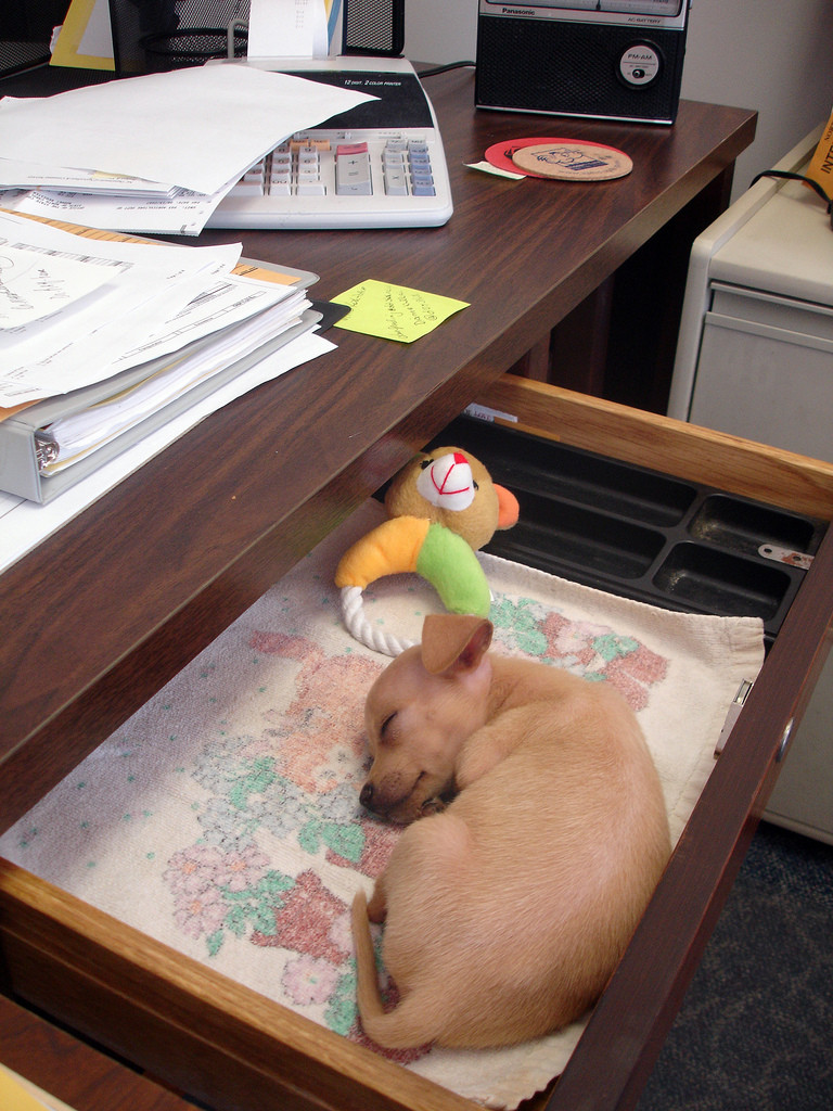 The office dog Photo The office dog