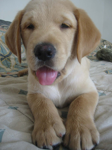 Hello